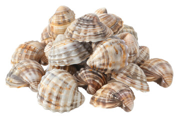 Obraz premium A pile of shells with a white background