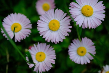 Common daisy or lawn daisy (Bellis perennis) close-up on a blurred background © Alexey