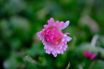 Common daisy or lawn daisy (Bellis perennis) close-up on a blurred background © Alexey