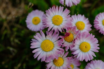 Common daisy or lawn daisy (Bellis perennis) close-up on a blurred background © Alexey