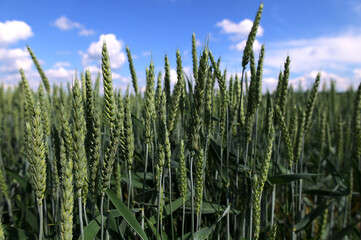 Natural background close up of field of Common wheat plants, Triticum Aestivum