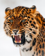 Obraz premium Mystic portrait of Amur Leopard, copy space on right side, Anger, Menacing, Headshot, Close-up View Isolated on white background