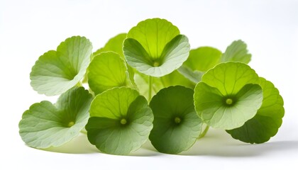 Centella asiatica isolated on white Background Generative Ai
