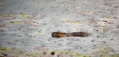 Nutria, coypu herbivorous, semiaquatic rodent  family Myocastoridae swimming in the lake, animals...