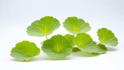 Centella asiatica isolated on white Background Generative Ai