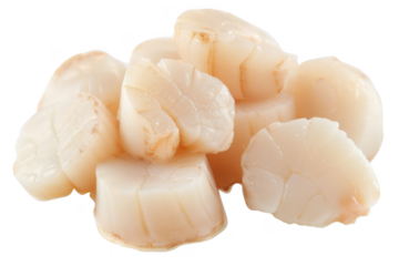 A pile of small white scallops