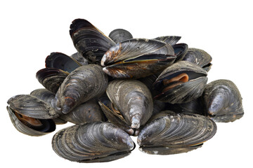 A pile of mussels with their shells open