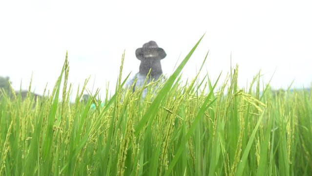  Man spraying toxic pesticides, pesticide, insecticides.