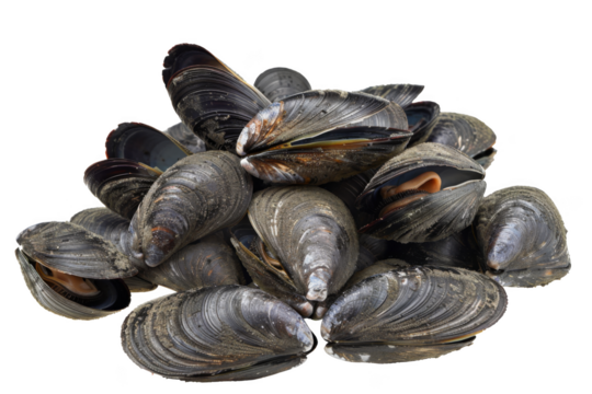 A pile of mussels with their shells open
