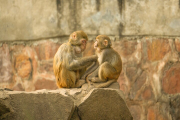 cute monkeys