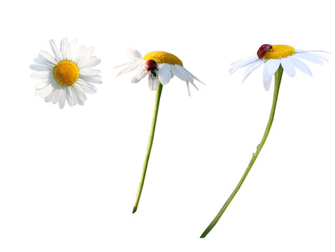 Daisies isolated on transparent background