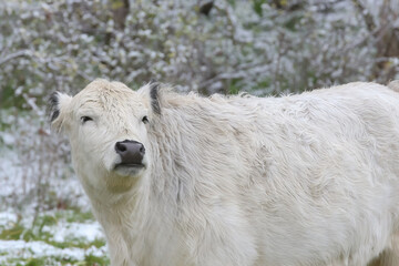 Galloway Rind auf einer schneebedeckten Wiese, Bos taurus
