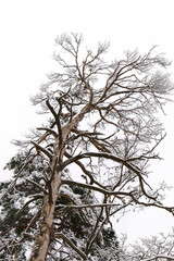 Schnee auf kahlen Ästen