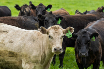herd of cows eating grass in a field in Australia. South African holistic farm management storing carbon in soil. Growing beef and meat in spring