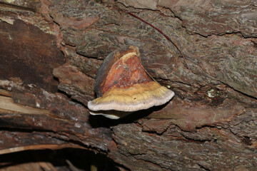 Baumpilz Zunderschwamm an einem Baumstamm,  Fomes fomentarius