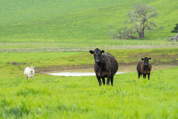 Stud beef wagyu cows in a field on a farm in England. English cattle in a meadow grazing on pasture in springtime. Green grass growing in a paddock on a sustainable agricultural ranch.