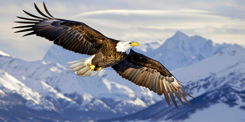 american bald eagle with cool background