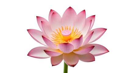Lotus flower isolated on white Background Generative Ai 
