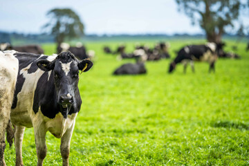 Stud beef wagyu cows in a field on a farm in England. English cattle in a meadow grazing on pasture...