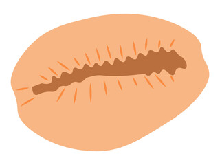 Orange cowry seashell
