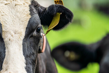 beautiful cattle in Australia  eating grass, grazing on pasture. Herd of cows free range beef being regenerative raised on an agricultural farm. Sustainable farming of food crops.