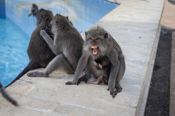 Shot of three monkeys lounging by a pool, yawning