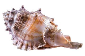 A large shell with a brown and white pattern