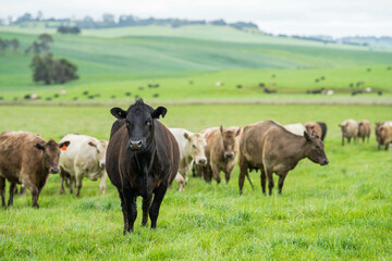 Fototapeta premium beautiful cattle in Australia eating grass, grazing on pasture. Herd of cows free range beef being regenerative raised on an agricultural farm. Sustainable farming 