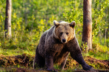 Fototapeta premium brown bear in the forest