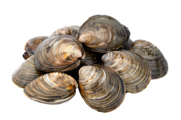 A pile of clams with their shells still on them
