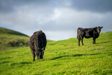 livestock restoring landscape through farming with cows