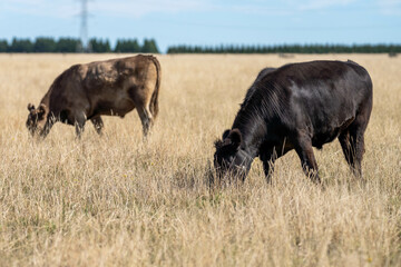 beautiful cattle in Australia  eating grass, grazing on pasture. Herd of cows free range beef being...