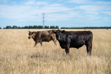 herd of cows eating grass in a field in Australia. South African holistic farm management storing carbon in soil. Growing beef and meat in spring