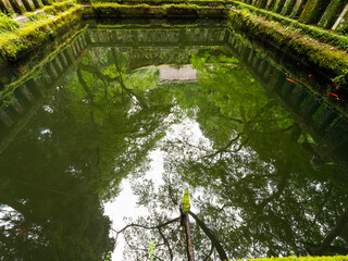 緑が映り込む室生寺の池と金魚