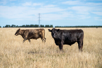Beef cows and calves grazing on grass on a beef cattle farm in  Australia. breeds include murray grey, angus and wagyu