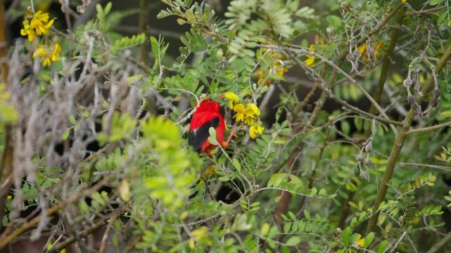 Red Hawaiian honeycreeper bird moves around in green tree, close view