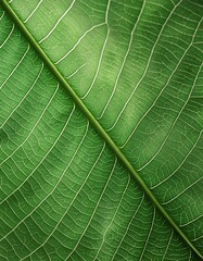 Diagonal Stem Lines: The Geometry of Nature