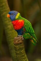 Naklejka premium Rainbow lorikeet perched on a twig in the forest.