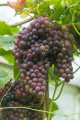 Closeup of ripe red grapes hanging from a vine.