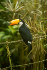 Toco toucan perched on an outdoor rope.