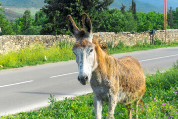 Fototapeta premium Portrait of a donkey looking at the camera with interest. Huge long ears, red fur