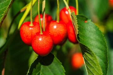 Juicy, sweet and ripe cherries on the tree in a cherry orchard in Frauenstein - Germany in the Rheingau