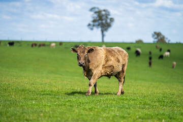 beautiful cattle in Australia  eating grass, grazing on pasture. Herd of cows free range beef being regenerative raised on an agricultural farm. Sustainable farming of food crops.