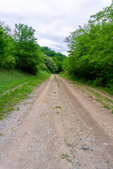 The dirt road goes into the bushes. Perspective view. Blue cloudly sky.