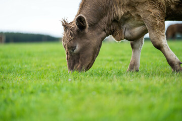 Fototapeta premium beautiful cattle in Australia eating grass, grazing on pasture. Herd of cows free range beef being regenerative raised on an agricultural farm. Sustainable farming 