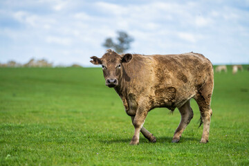 beautiful cattle in Australia  eating grass, grazing on pasture. Herd of cows free range beef being regenerative raised on an agricultural farm. Sustainable farming 