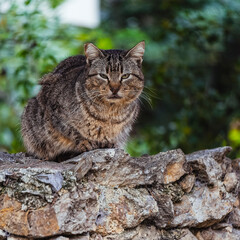 A stray cat looks at us suspiciously, lying on a stone fence.