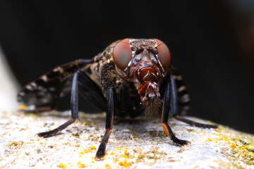 Detail of the eyes and proboscis of a Platystoma seminatis also known as Dancing kiss fly