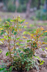 A green, young rose bush. The closed buds have not yet opened. Flower bed decoration. Gardening.