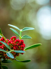 Brght red mastic tree flowers closeup in green natural background.